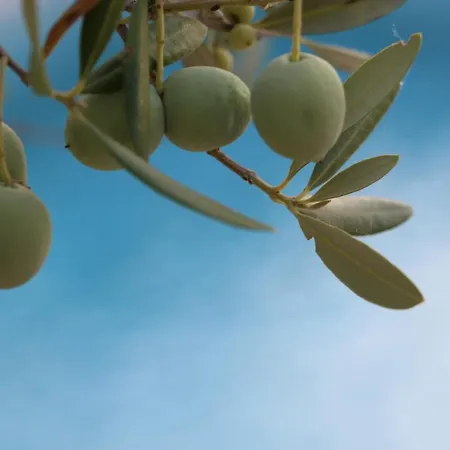 Stone Olea * סופטאר