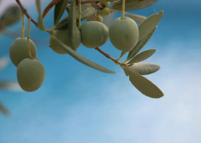 Stone Olea * Supetar